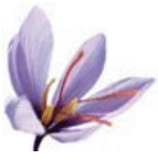 safran-provence-safran.jpg